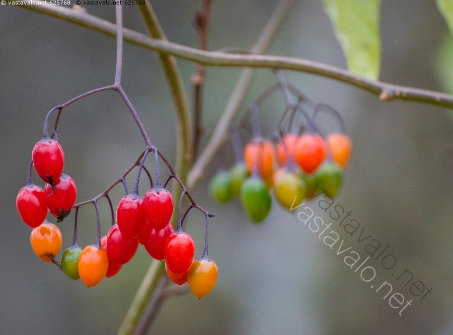kuva-punakoison-marjat-punakoiso-solanum-dulcamara-k-ynn-s