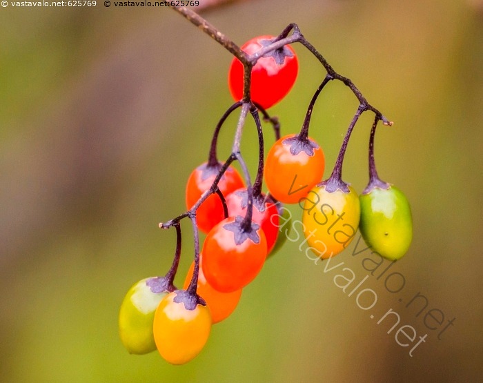 kuva-punakoison-marjat-punakoiso-solanum-dulcamara-k-ynn-s