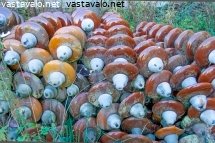 vanhat-eristimet