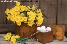 paasiaisliljat