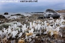 jaapuikkoja-rannalla