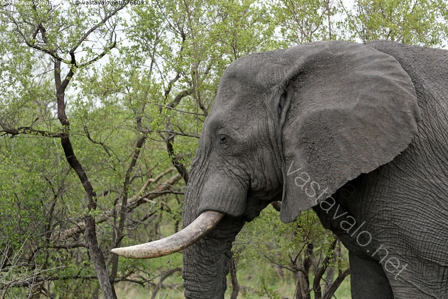 Kuva Afrikan Norsu Afrikan Norsu Loxodonta Africana Elefantti kuva-afrikan-norsu-afrikan-norsu-loxodonta-africana-elefantti