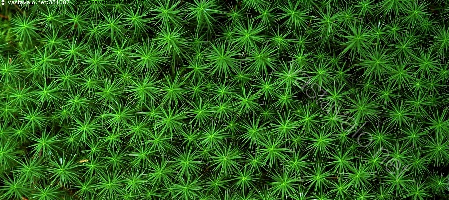 kuva-karhunsammal-kasvi-pieni-lehtisammal-karhunsammal-polytrichum