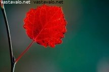 haavan-lehti