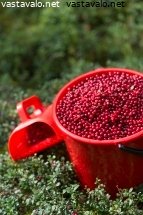 marjaampari