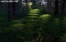 korpikuusikon-tunnelmaa