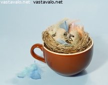linnunpesa-kahvikupissa