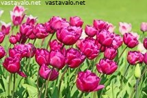 tulppaaneja