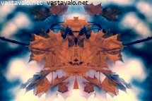 vaahteranlehdet