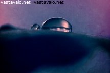 lila-pisara