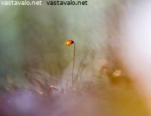 sammal-kevaalla