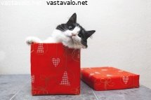jouluvalmisteluja