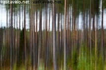 syysmetsassa