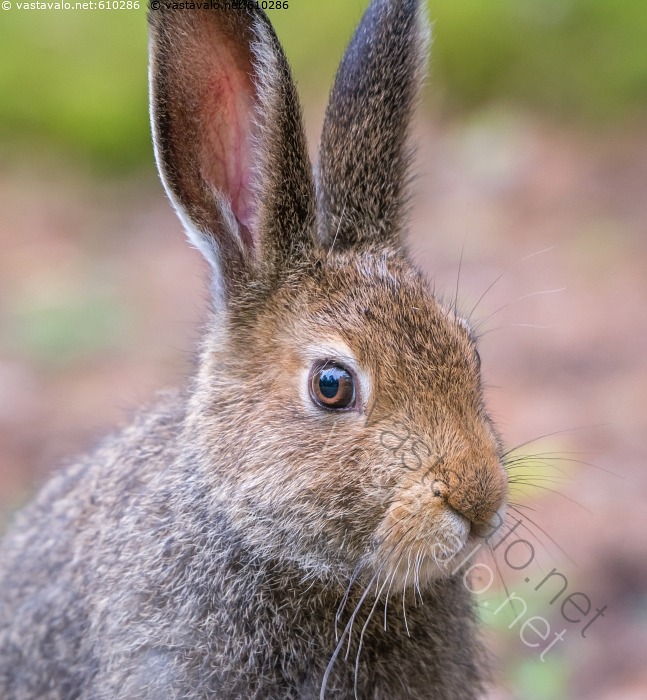 Kuva J niksen Katse J nis Mets j nis Lepus Timidus Pupu Pupujussi kuva-j-niksen-katse-j-nis-mets-j-nis-lepus-timidus-pupu-pupujussi