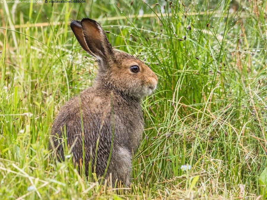 Kuva Mets j nis Heinikossa J nis Lepus Timidus Pupu Pupujussi kuva-mets-j-nis-heinikossa-j-nis-lepus-timidus-pupu-pupujussi