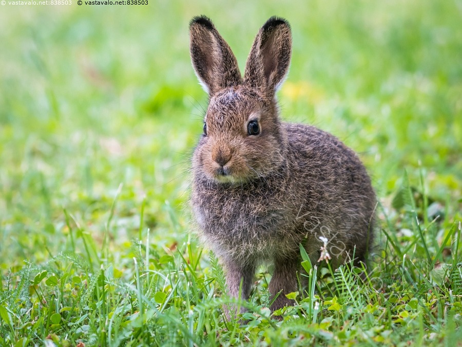 Kuva Poikanen Mets j nis Nis k s Lepus Timidus Poikanen J nis kuva-poikanen-mets-j-nis-nis-k-s-lepus-timidus-poikanen-j-nis