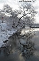 rannan-puu
