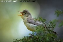 kultarinta