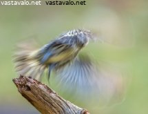 vihervarpusen-lentoonlahto