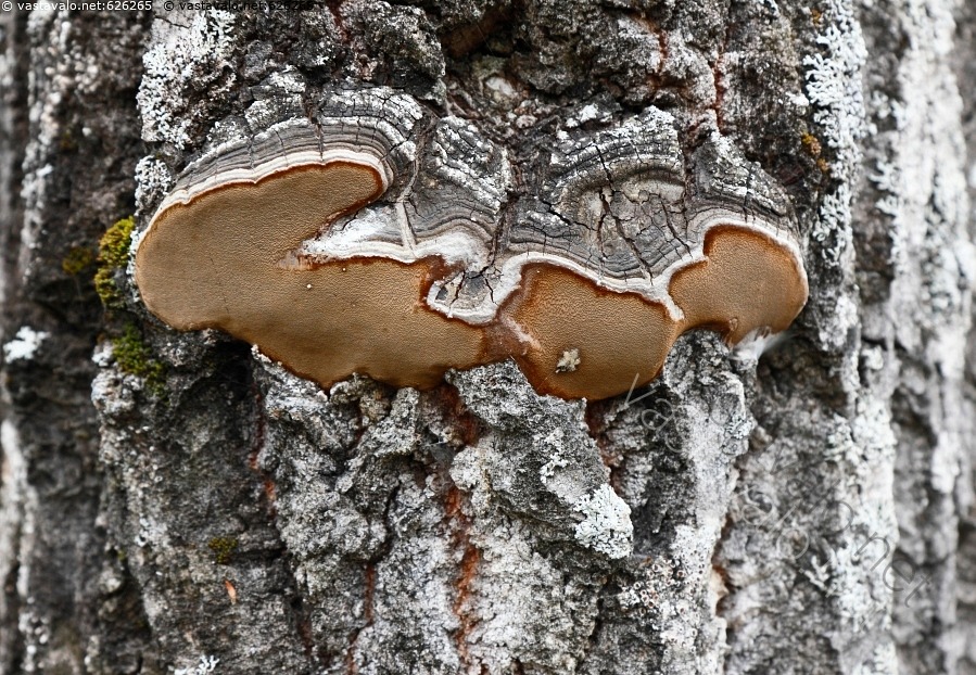Kuva: Kääpä haavan rungossa - haavankääpä Phellinus tremulae harmaa iso ...