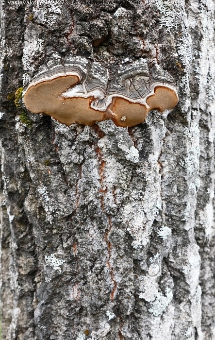 Kuva: Kääpä haavan rungossa - haavankääpä Phellinus tremulae harmaa iso ...