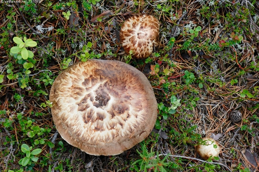 kuva-m-nnyntuoksuvalmuskoja-m-nnyntuoksuvalmuska-tuoksuvalmuska
