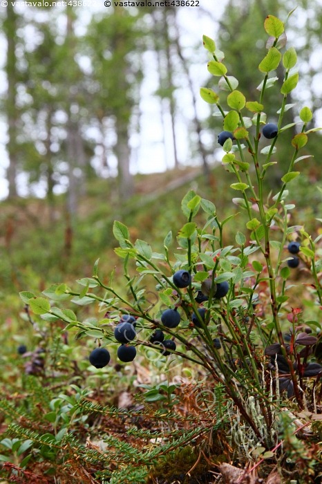 kuva-mustikka-vaccinium-myrtillus-marjastus-marja-marjat-mustikat