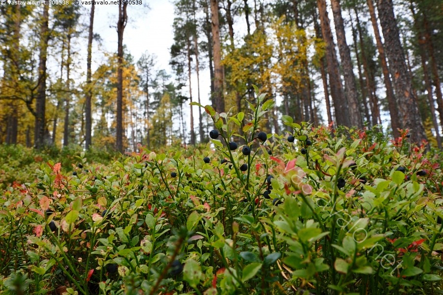 kuva-mustikkamets-mustikka-vaccinium-myrtillus-marjastus-marja