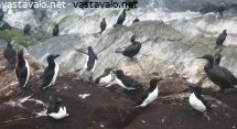 merilintuja