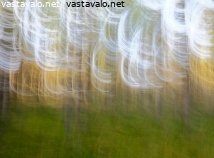 taianomainen-metsa