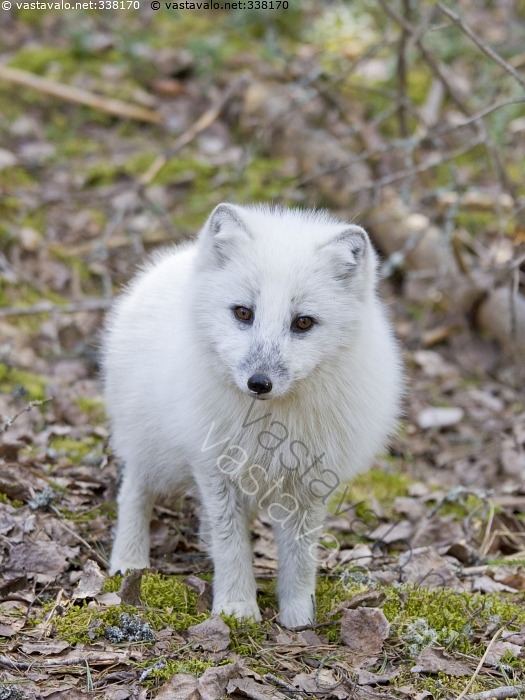 kuva-sinikettu-alopex-lagopus-naali-vulpes-el-in-kes-koirael-in