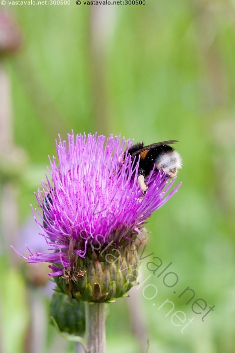kuva-kimalainen-2-kimalainen-bombus-mesipisti-inen-hy-nteinen