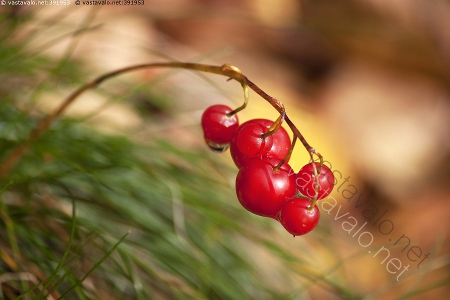 kuva-kielon-marja-kielo-convallaria-majalis-monivuotinen