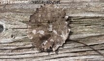 kuivunut-lehti