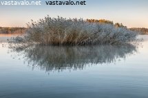 rantakasvit-huurteessa