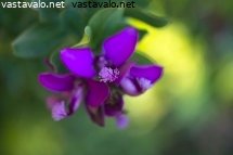 polygala-myrtifolia