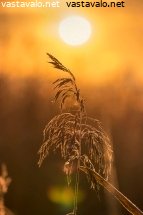 kaislikko-kultaisessa-valossa