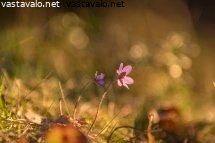 sinivuokot-iltavalossa