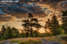 varhaisaamu-metsikossa