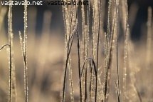 jaatynyt-ruoho