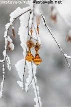 joulukoriste
