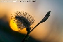 pajunkissa-iltavalossa