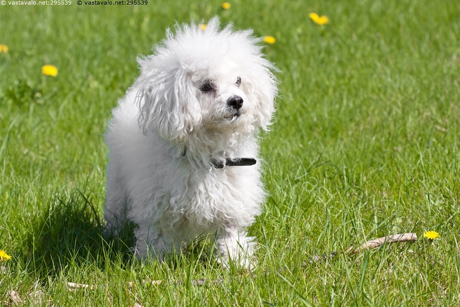 Kuva Bolognese kesäinen koira bolognese rotukoira lemmikki suloinen