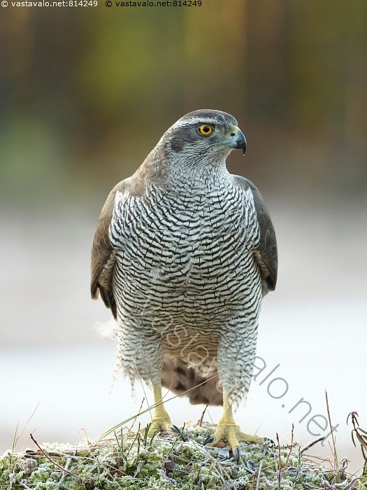 Kuva Kanahaukka Kanahaukka Haukka Lintu Petolintu Accipiter Gentilis kuva-kanahaukka-kanahaukka-haukka-lintu-petolintu-accipiter-gentilis