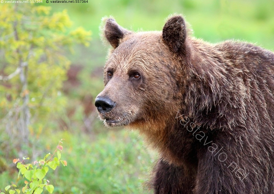 kuva-karhu-karhu-kansallisel-in-el-in-villiel-in-nis-k-s-ursus
