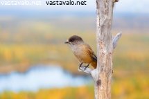 tahystyspaikka