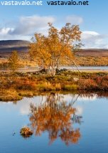 tunturikoivut