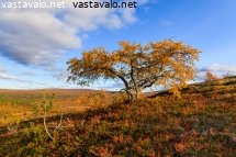 tunturikoivu