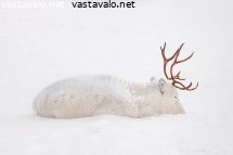 paikkarit-hangella