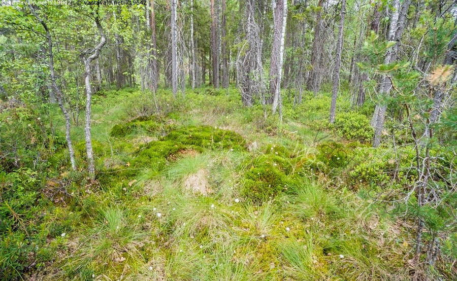 Kuva Suopainanne Suo Mets M nty M nnyt Maisema Suomaisema kuva-suopainanne-suo-mets-m-nty-m-nnyt-maisema-suomaisema